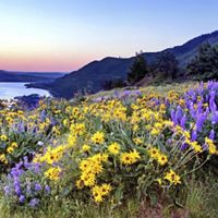sunrise over wildflowers and a gorge