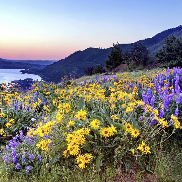 sunrise over gorge and wildflowers