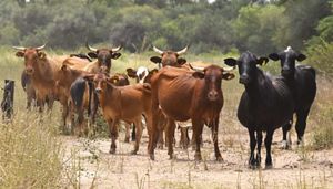 manada de ganado cafe y negro en medio de un camino de tierra.