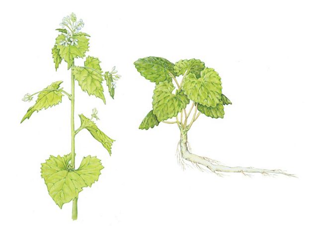 (Alliaria petiolata) Garlic mustard has a two-year life cycle, and one plant can produce more than 7,000 seeds before dying. 