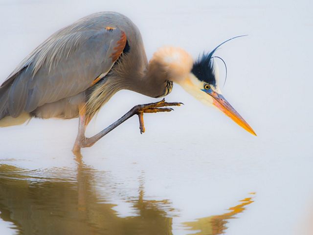 Closeup of a great blue heron standing knee-deep in water with one leg raised as it takes a giant step.