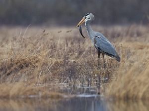 A great blue heron with a fish in its beak stands among the tall grasses in a coastal marsh.