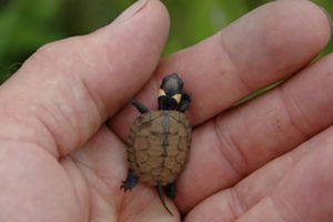 A tiny bog turtle sitting in the palm of a hand.