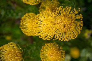 yellow flowers.