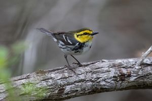 A small bird white and black bird with a yellow head sits on a thick branch.