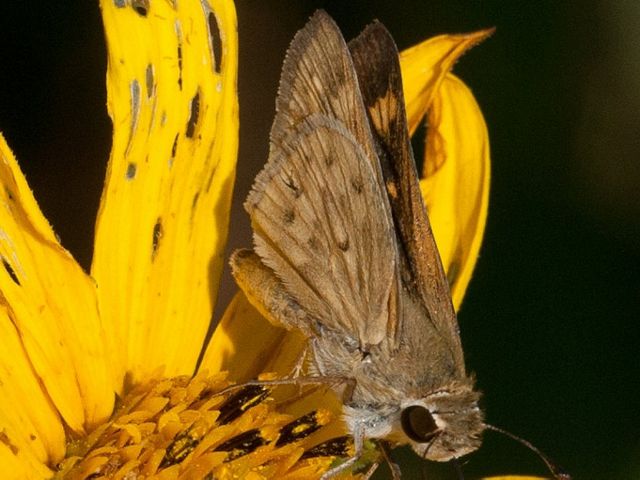 photographed by George Pierson during a TNC butterfly survey.