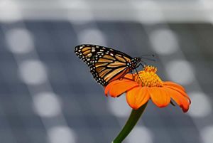 A monarch butterfly rests on an orange flower, with blurred-out solar panels in the background.