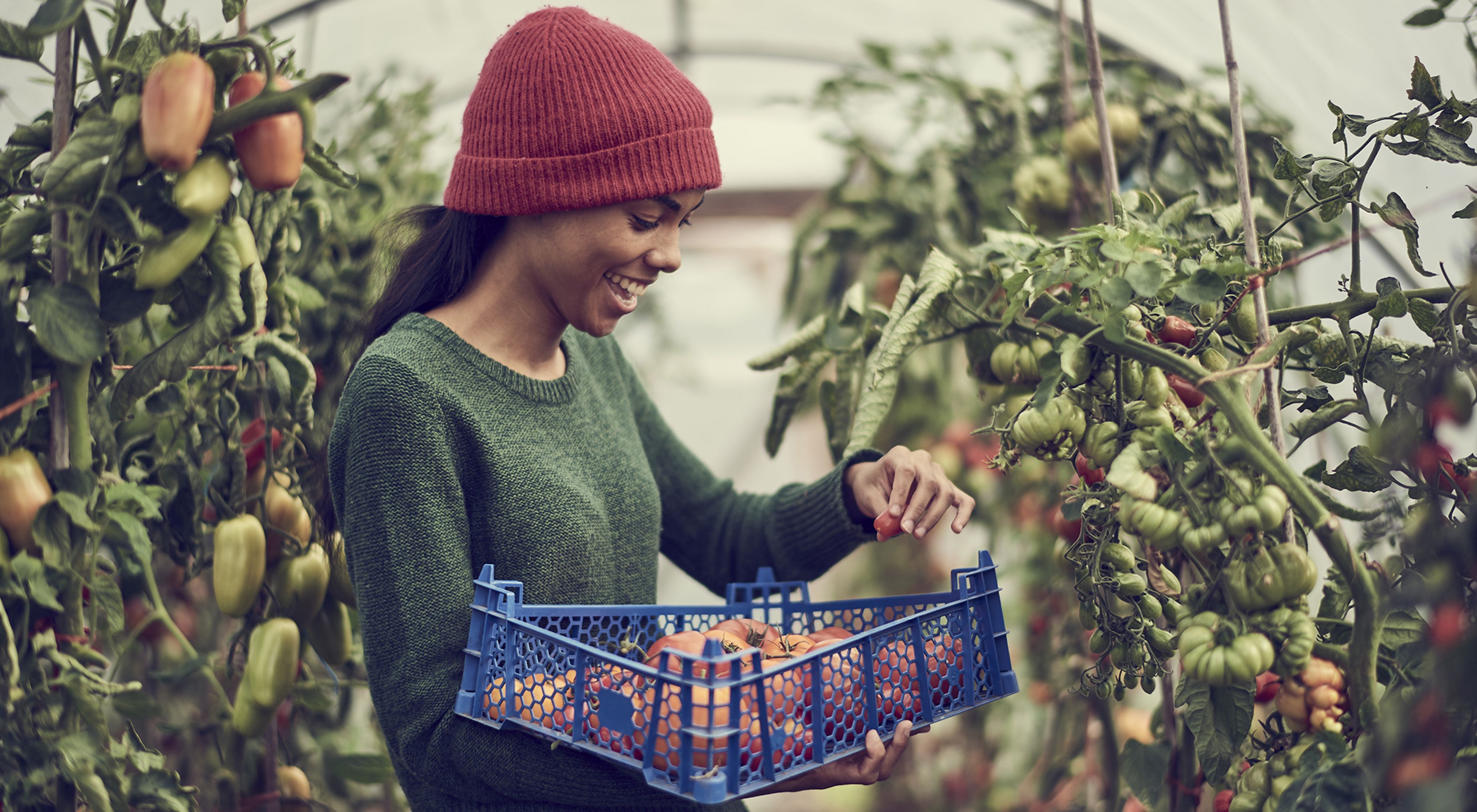 Una mujer cultivando tomates