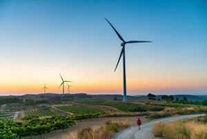 Wind turbines and vineyards at sunset