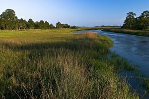 A tidal tributary runs through a salt marsh.