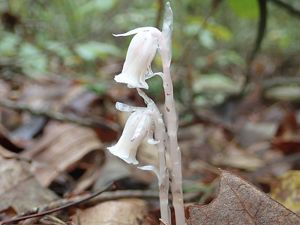 Ghost pipe is growing on the forest floor. 