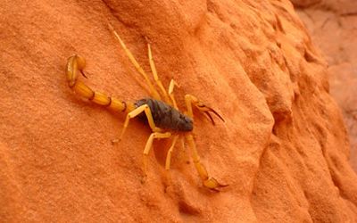 Giant Desert Hairy Scorpion