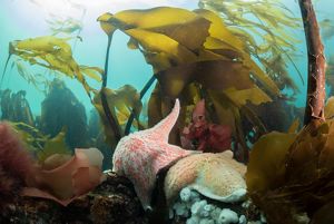 An underwater view of kelp and sea stars.
