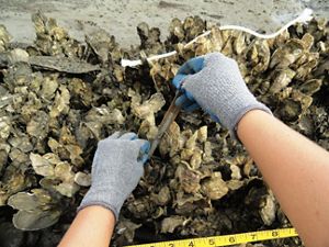 Gloved hands use a tape measure to measure the growth of an oyster encrusted section of reef.