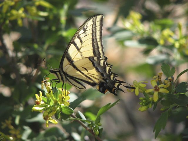 Two -tailed Swallowtail butterfly feeding on a blooming golden currant plant at TNC Ramsey Canyon Preserve. 