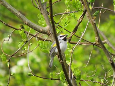 A small songbird perches in a tree. It has a white breast and gray wings with bright yellow shoulders. The black and white coloring on its face resembles a mask beneath a bright yellow cap.