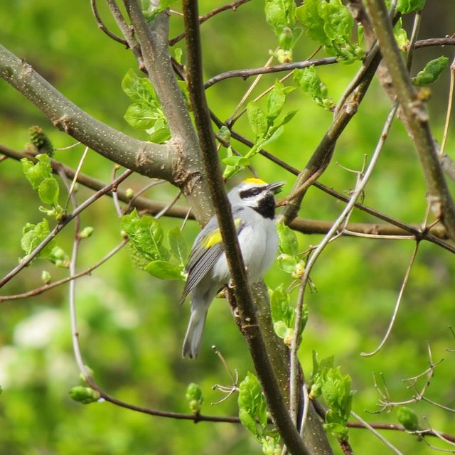 A golden-winged warbler, a gray bird with yellow patches on its head and wings and a black throat, perches on a thin branch..