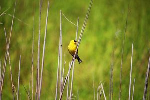 A yellow bird with a black face perches on a slender stalk of dry marsh grass.