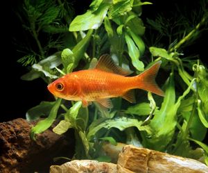 A bright orange fish floating in front of green aquatic plants and over beige rocks. 