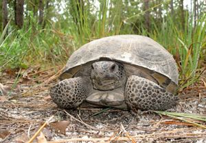 A large gopher tortoise lies on the forest floor and looks toward the camera.