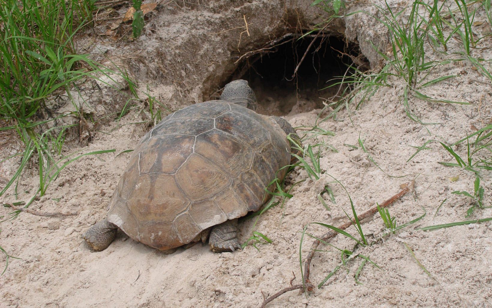 
                
                  Gopher Tortoise This umbrella species builds burrows in the sandy soil, providing refuge for many animals and insects from fires that regularly occur in longleaf pine forests.  
                  © FWC
                
              