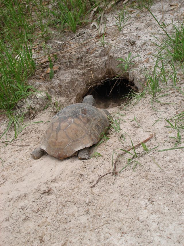 Gopher tortoise enters into its burrow in the longleaf pine habitat. 