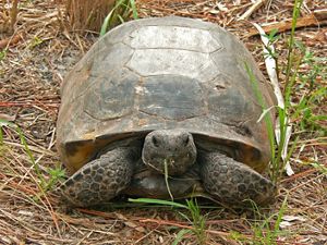 Gopher tortoise on the ground at Tiger Creek Preserve. 