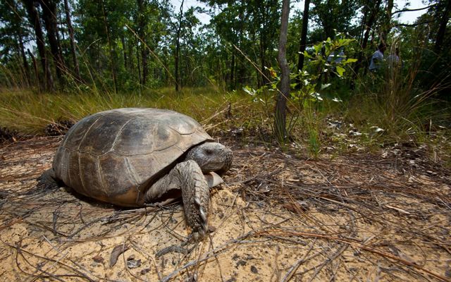 A large tortoise moves across a dirt path.