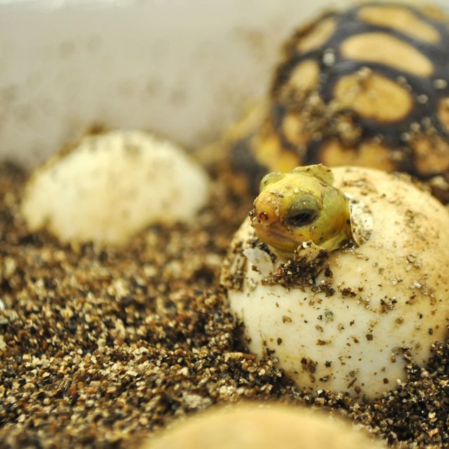 a gopher tortoise hatchling pokes head through egg shell with hatched tortoise in the background
