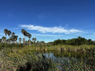A large pond sits in the middle of a vast marsh, with palm trees in the distance.