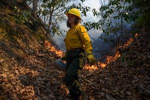 Image of fightfighter in forest. 