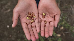 Photo of two hands outstretched holding two dozen brown and green seeds.