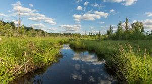 A river runs through Grand River Fen Preserve. The area is full of wildflowers and other plant life.