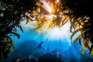Underwater photo of a harbor seal swimming in a kelp forest off the Channel Islands in Washington state.