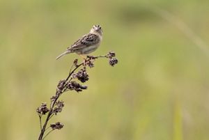 A grasshopper sparrow standing on a branch looks directly at the camera.