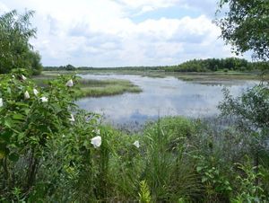 A vast expanse of wetland lined with tall grasses and forest in the distance, with flowering vegetation in the foreground.