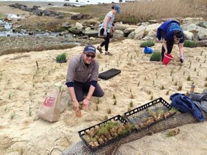 Three people plant grasses in the sand.