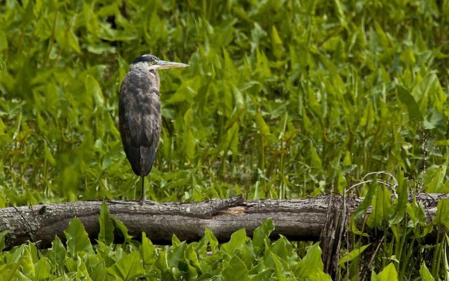 A Great Blue Heron bird stands on a log with its wings closed around it. The log is surrounded by thick green vegetation.