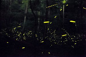 Bright yellow signifies fireflies lighting up a dark forest. 