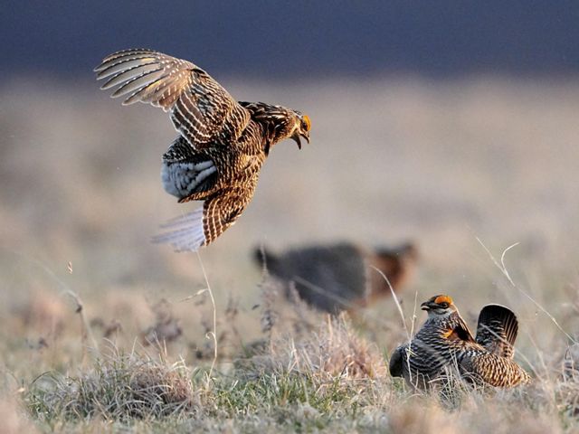 Two greater prairie chickens in a courtship battle in grasslands. One is in the air with his head turned towards the other, beak open. The other is on the ground.