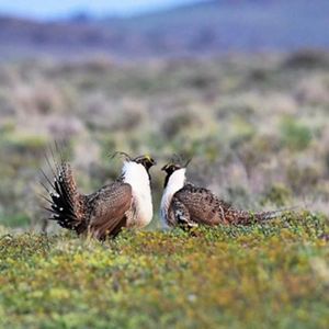 Two sage grouse stare at each other standing just inches apart in sagebrush habitat with green and yellow grasses in the forefront. 