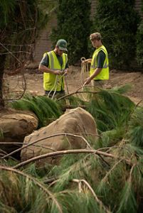 Two workers remove ropes from the burlap sacks protecting the root balls of mature trees awaiting planting.