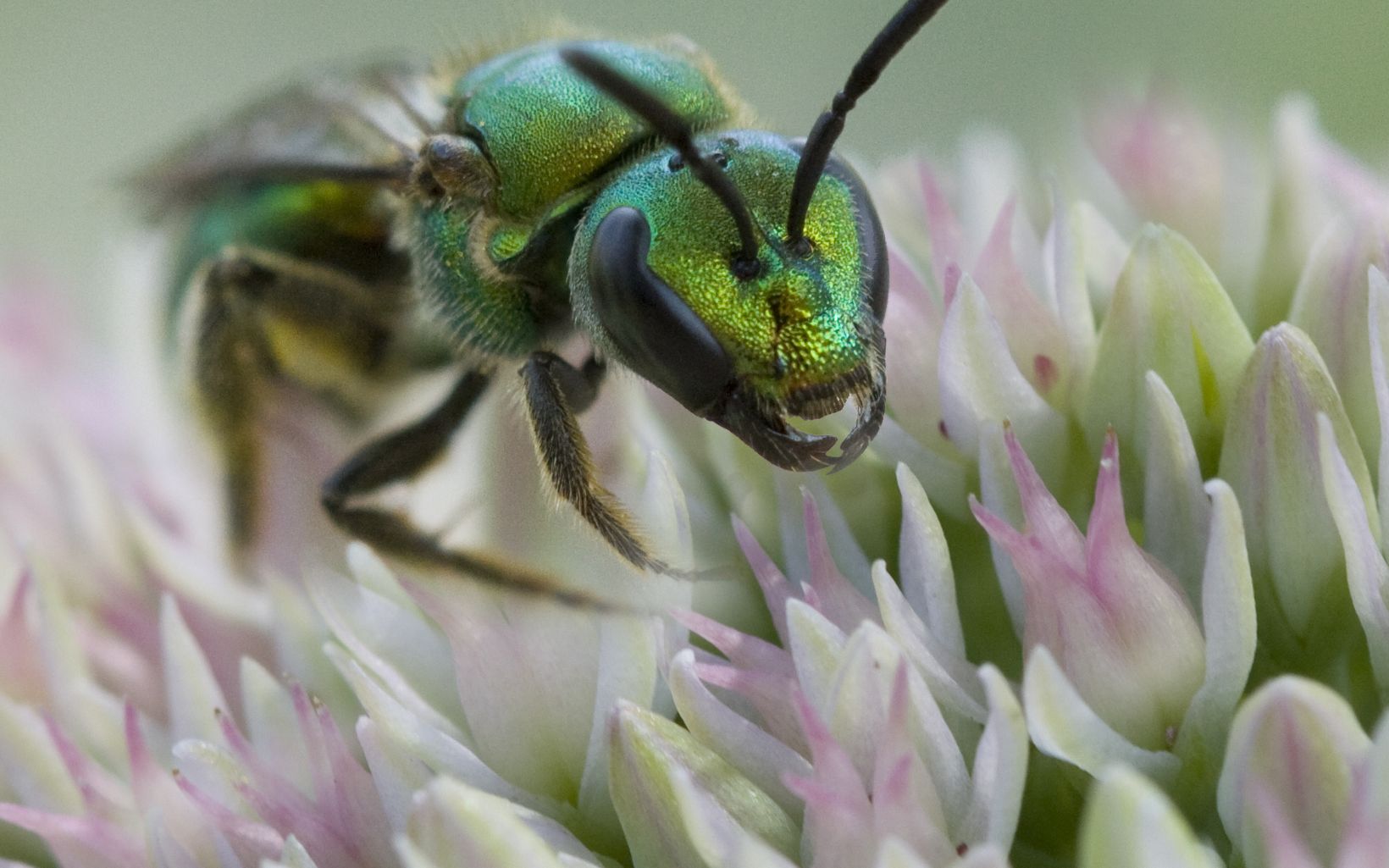 Green halictid bee 70 percent of our native bees nest in the ground. This metallic green halictid bee, also known as a sweat bee, digs a little burrow in the ground for its young. © Barbara Eckstein/Foter