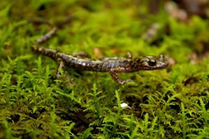 Green salamander (Aneides aeneus).