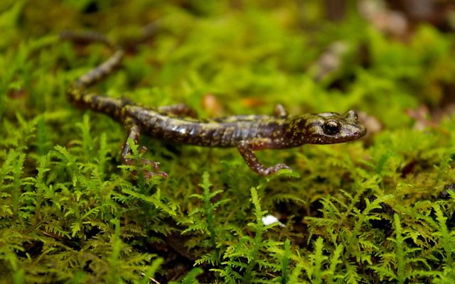 Green salamander (Aneides aeneus).