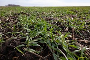 Closeup of a cover cropped farm field planted with green grasses.