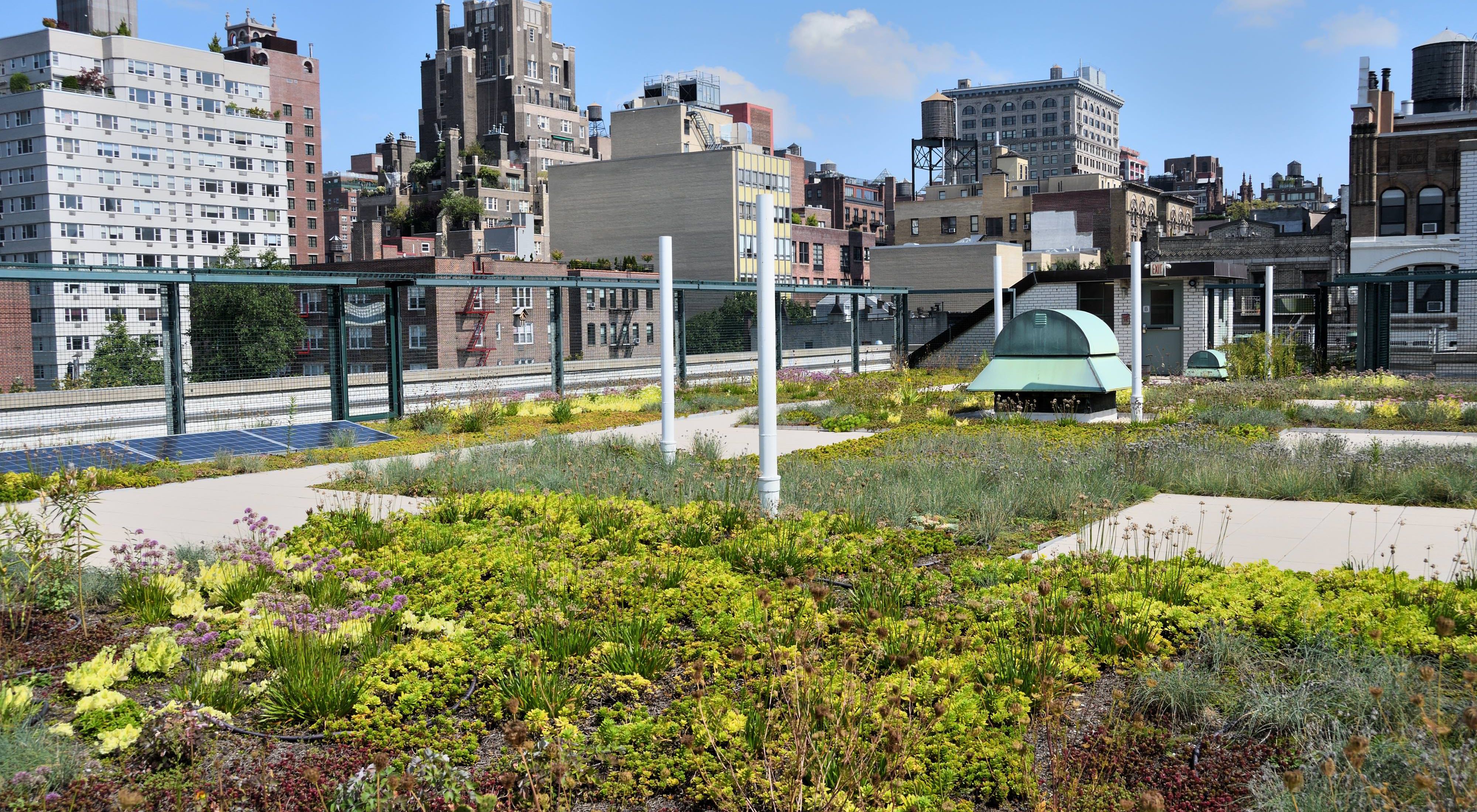 Green roof garden on a NYC building.