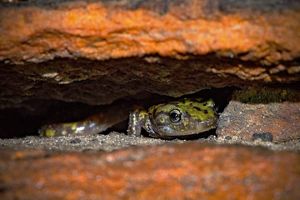The head of a salamander peeks out from between two orange rocks.