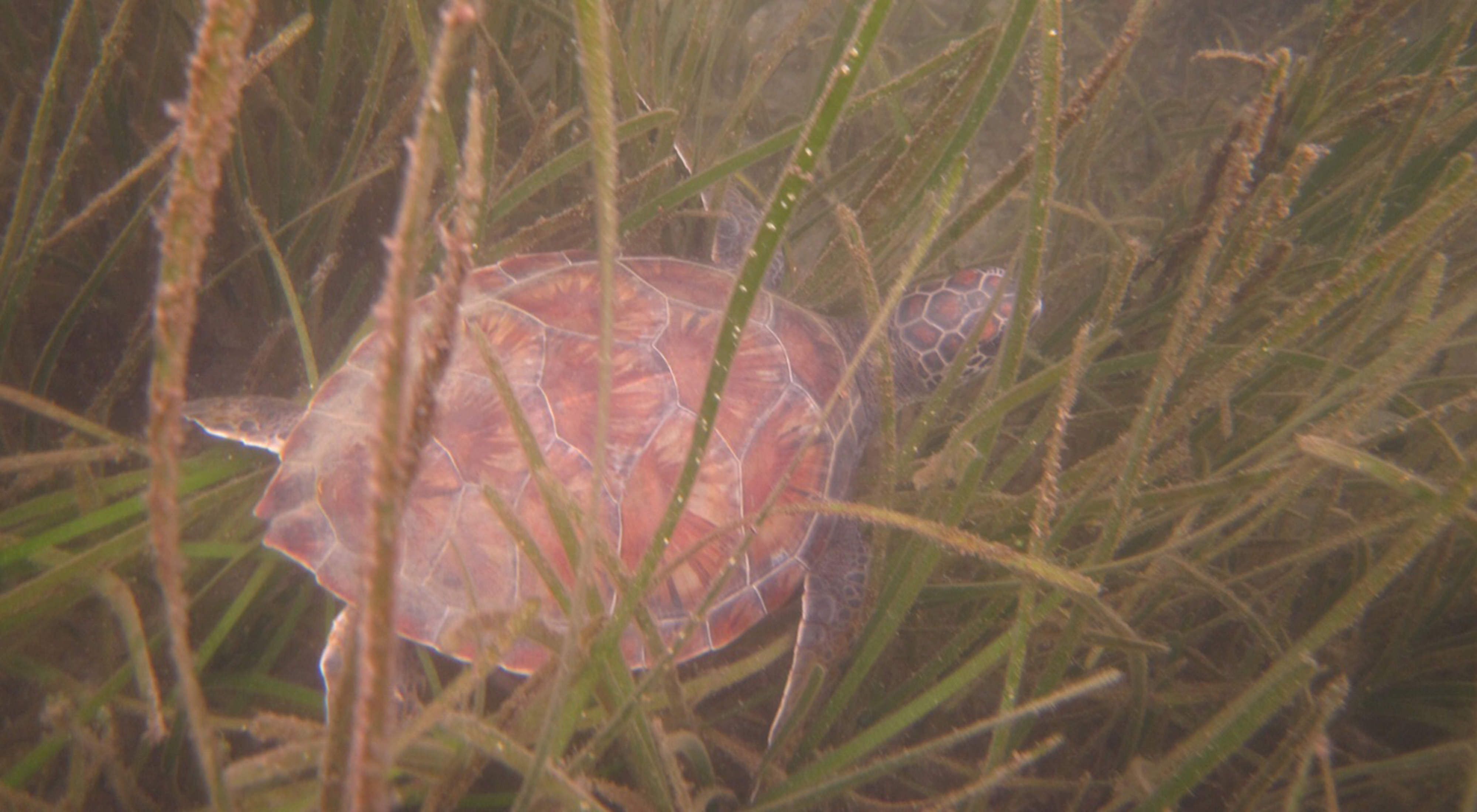 A turtle rests in seagrass.