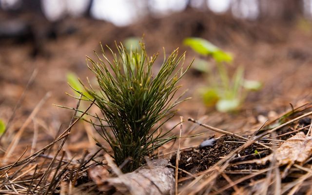 Closeup of a freshly planted pine seedling.